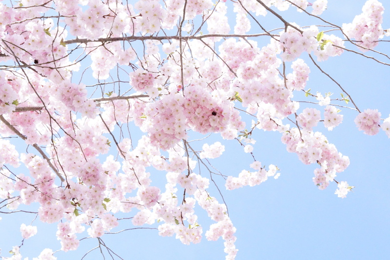 blütenmeer, romantic, romance, growth, nature, blue, ornamental cherry, japanese flowering cherry, vulnerability, sakura, sky, beauty in nature, blossom