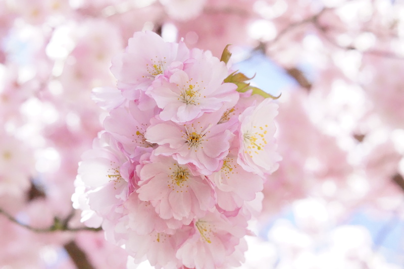 cherry tree, blossom, 5K, spring, pink, spring awakening, no people, freshness, flower, flowers, sweet, growth, nature, pink color, flowering plant, blütenmeer