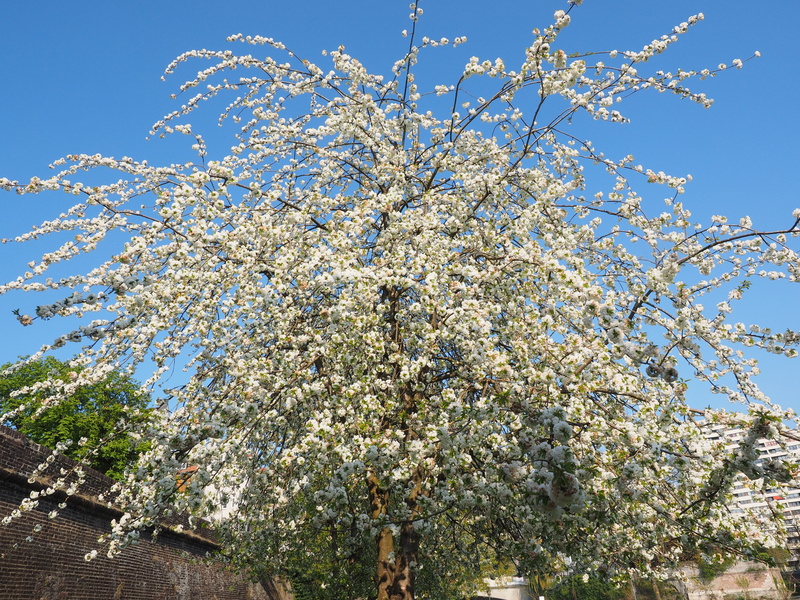 branch, bloom, springtime, flower tree, day, herrlich, overflowing, flower Head, sky, blossom branches, fruit tree, cherry tree, blossom, flowering plant