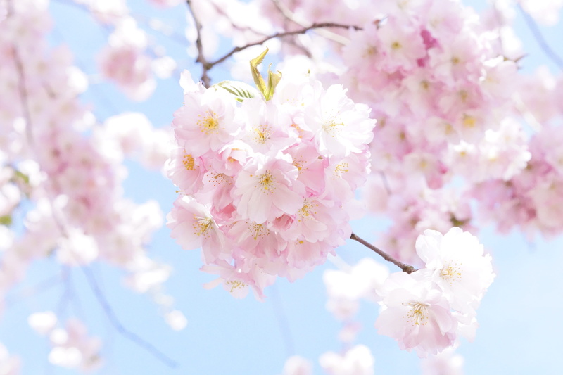 herrlich, flowering plant, beauty in nature, branch, softness, flowers, japanese cherry trees, petaled, ornamental cherry, bunch of flowers, japanese cherry