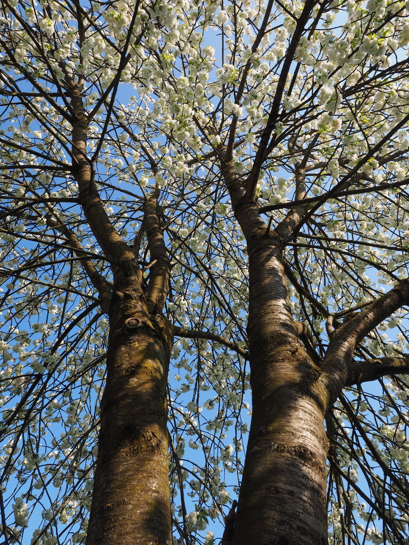 plant, white, white blossom, cherry stem, herrlich, tall - high, spring, tranquility, land, blossom, overflowing, sunlight, lush, sky, low angle view, tree