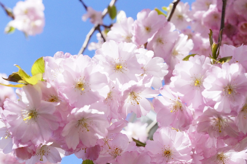rose, romantic, sweet, outdoors, blossom, petal, spring, freshness, lush, flowers, cherry blossom, pink color, day, flower, romance, japanese cherry trees