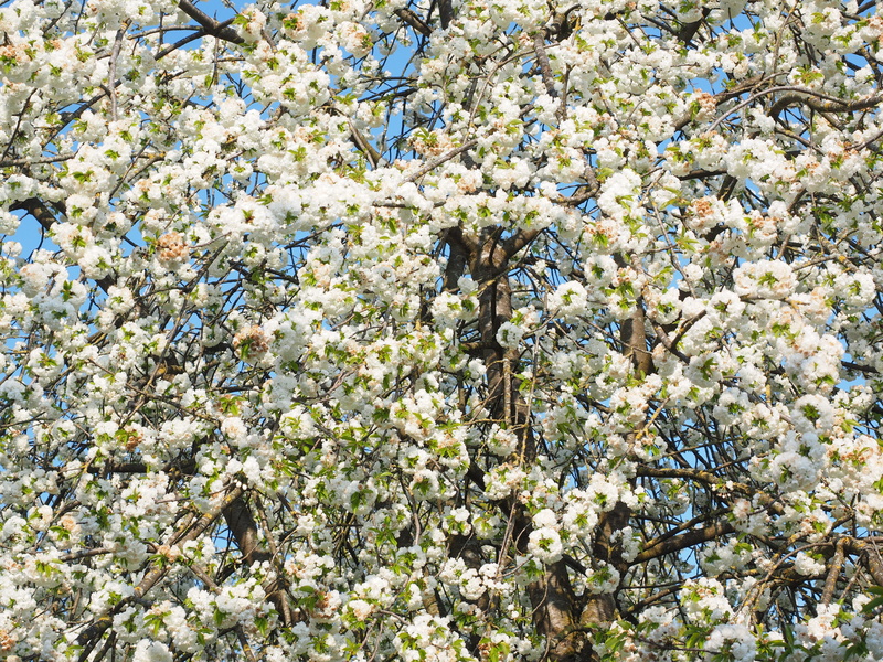 4K, beauty in nature, herrlich, sunny day, cherry, full frame, blütenmeer, flower, branch, spring, blossom branches, low angle view, day, blossom, summer day