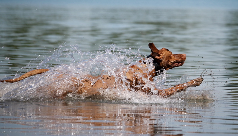 wter, pets, animals in the wild, water, splashing, domestic, wet, domestic animals, animal wildlife, running, lake, motion, mammal, one animal, animal