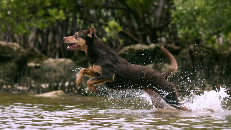 summer, focus on foreground, mixed-Breed Dog, side view, friendship, cute, domestic Animals, jump, day, hunting, purebred Dog, water, dog, wet, long, nature