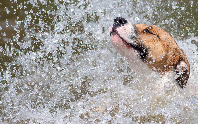 day, sea, running, river, animal body part, fun, nature, canine, domestic, wave, spray, wet, coated, pets, speed, white, splashing, mammal, one animal