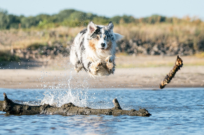 motion, river, swim, beach, day, one animal, water, wave, splashing, nature, canine, focus on foreground, no people, animal themes, vertebrate, mouth open