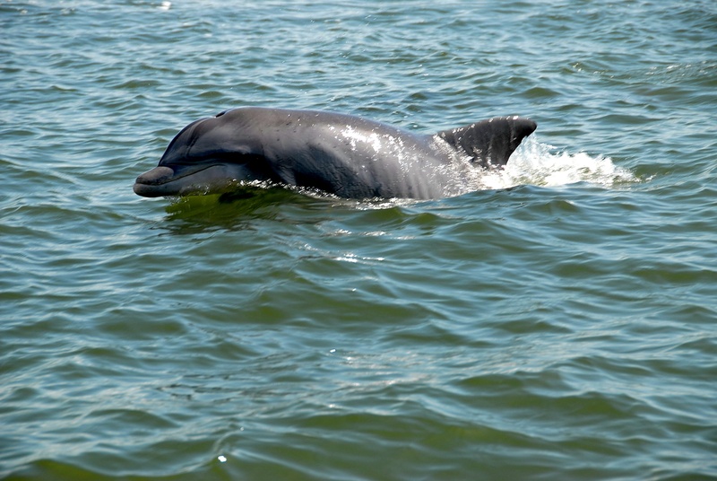 river, animal, fun, daytime, life, gray, rippled, swimming, underwater, one animal, dolphin, cute, nature, day, vertebrate, motion, animals in the wild