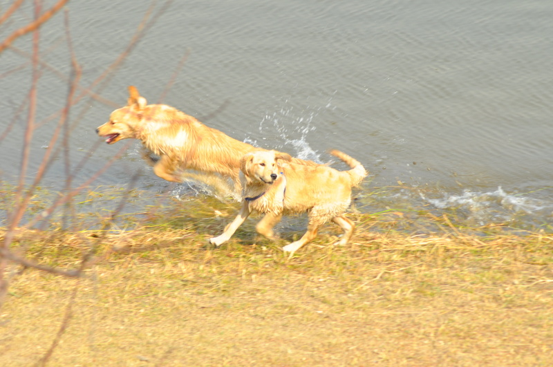 canine, day, pets, one animal, motion, running, splash, domestic, vertebrate, mammal, high angle view, river, animal themes, land, side view, nature, domestic animals