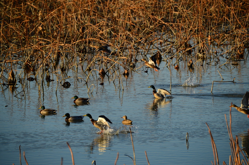 flock of birds, day, reflection, vertebrate, jump, animal themes, lake, no people, birds, migratory birds, animal, large group of animals, water, mallard duck