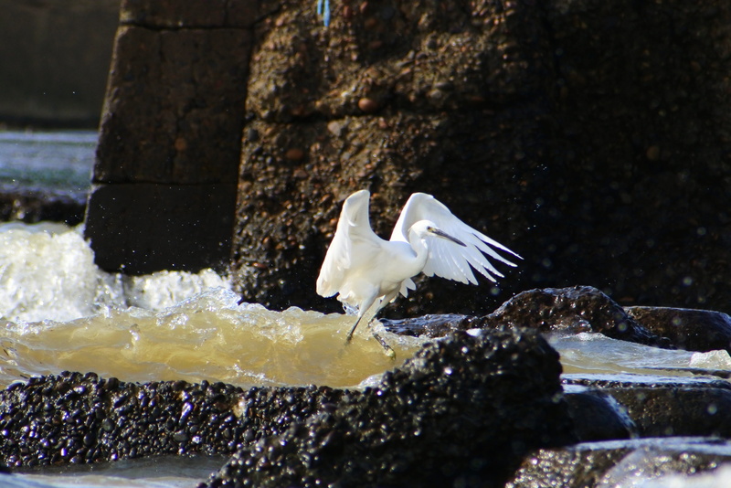 breakwater, heron, day, wild animal, no people, river, animal, motion, wings, nature, vertebrate, solid, water, white color, rock, the rabbit, 4K, natural