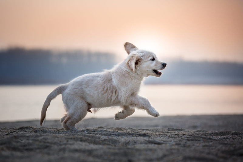 face, 1080P, shore, running, puppy, forest, pose, morning, river, white, background, fog, joy, Retriever, baby, nature, look, Labrador, jump, dog, the sun