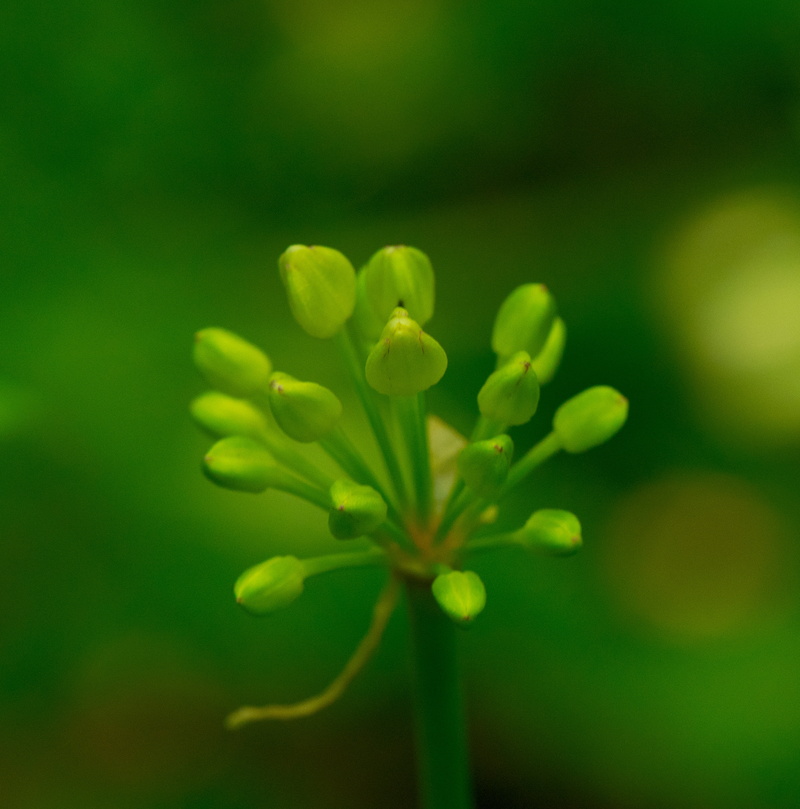 nature, forest  county, close-up, 105mm, plant, leaf, price county, wisconsin state natural area, Allium, wisconsin, springtime, macro, jump river, vr