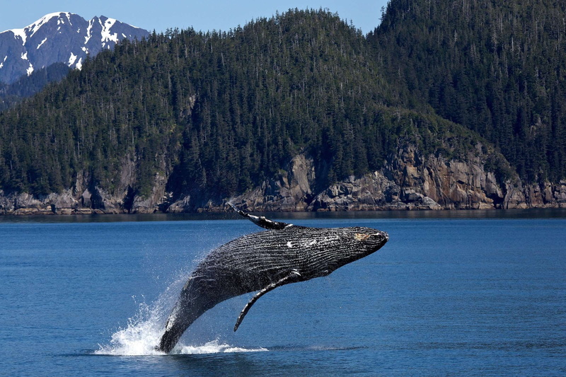 mountains, jumping, 1080P, tail fin, one animal, marine, outdoors, water, fish, splashing, river, reflection, conifer, landscape, aquatic mammal, feeding