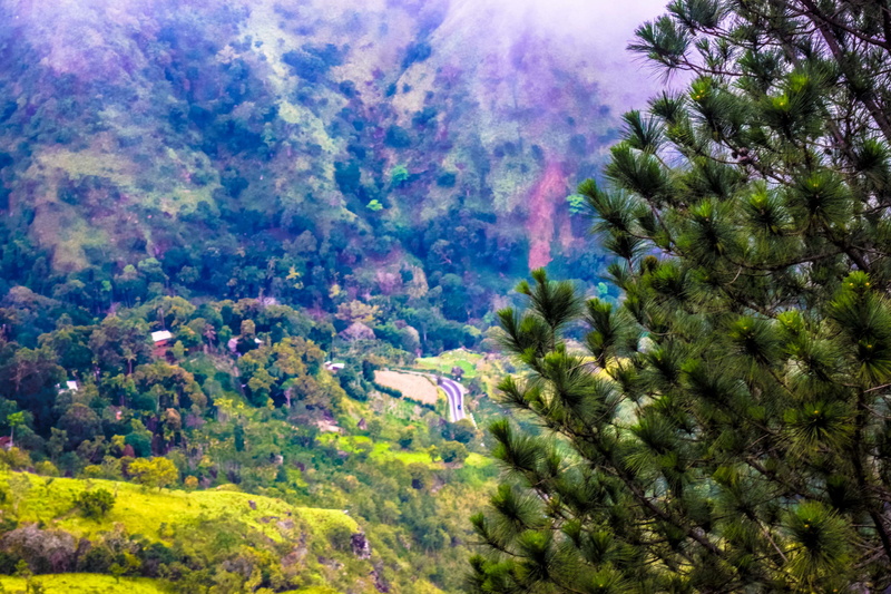 outdoors, ella, 4K, environment, sri lanka, evergreen tree, pine tree, ella rock, tranquility, tree, nature, forest, foliage, idyllic, plant, landscape