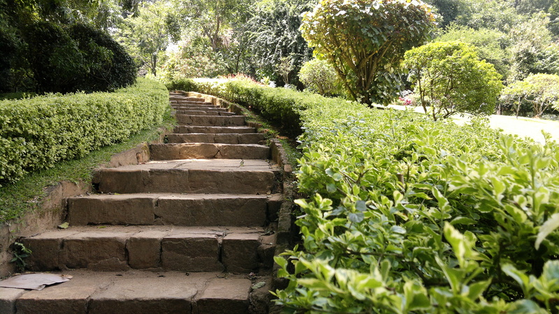 crop, peradeniya, Nature, plant, brown, green Color, beauty in nature, tranquility, steps, 4K, garden path, farm, kandy, staircase, garden, growth, hedge