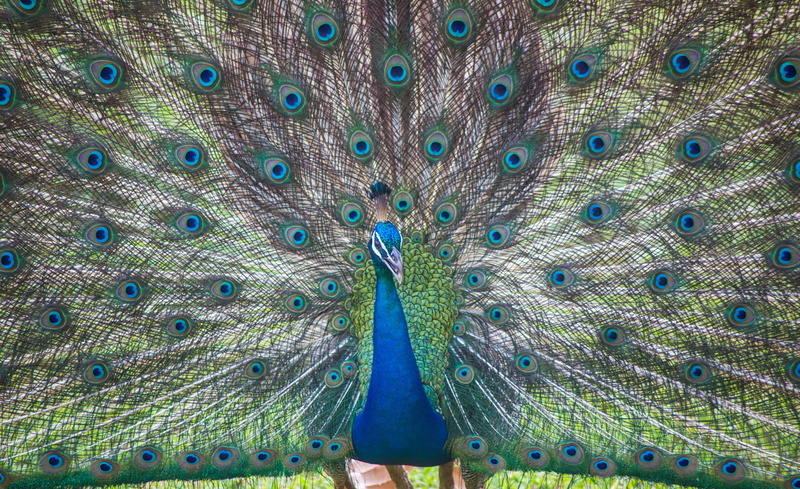 fanned out, animal themes, nature, animal, no people, animal head, peacock feather, vertebrate, green color, sri lanka, ceylon, animal wildlife, feather