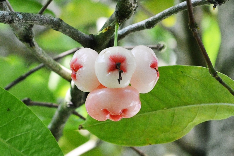 close-up, petal, nature, outdoors, plant part, growth, tropical fruit, plants, jambu fruits, mawanella, sweet fruit, 1080P, fruit, flower, no people, branch