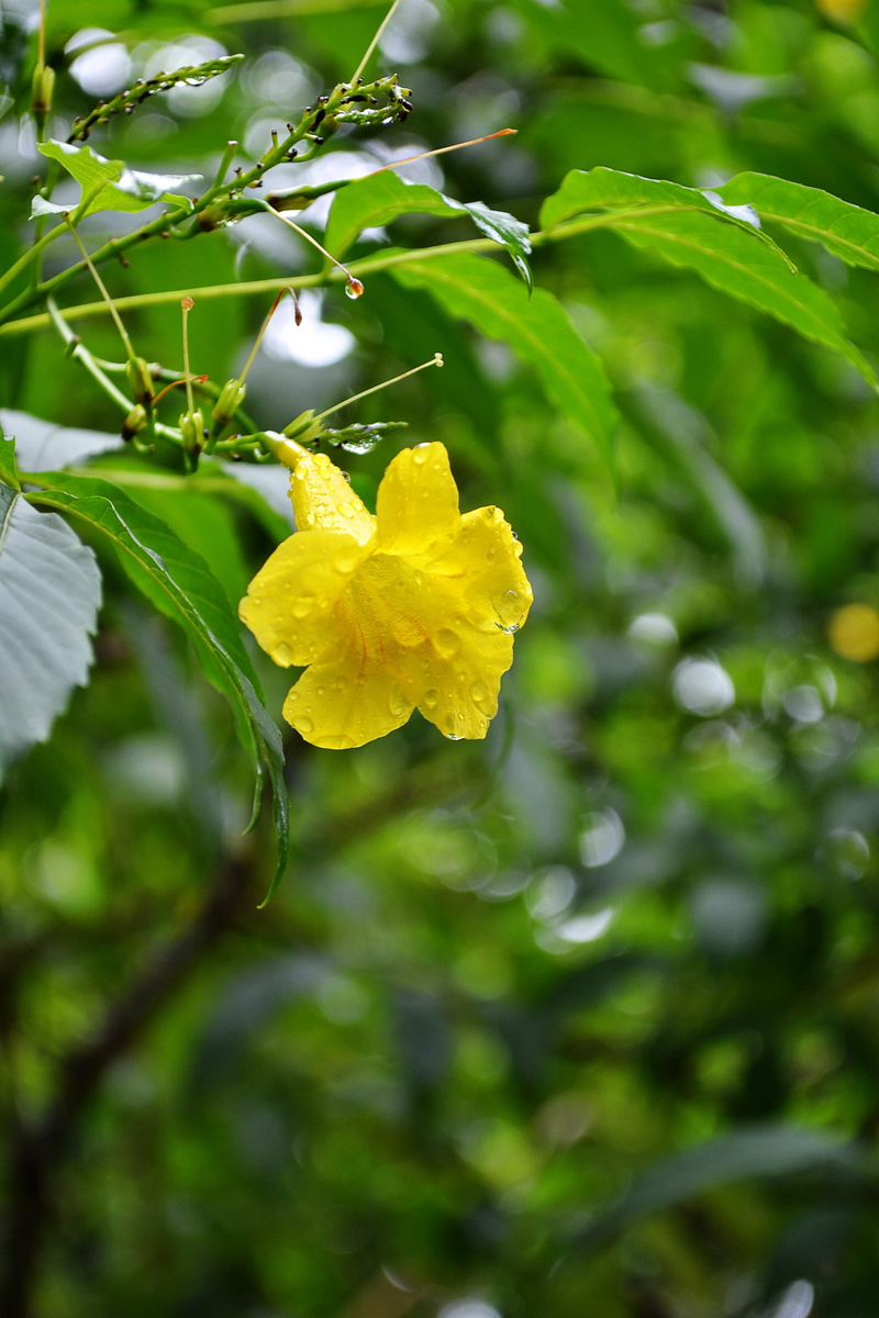 flowers, summer, sri lanka, Nature, petal, Flower, ceylon, close-up, springtime, flowering plant, inflorescence, fragility, day, freshness, green Color