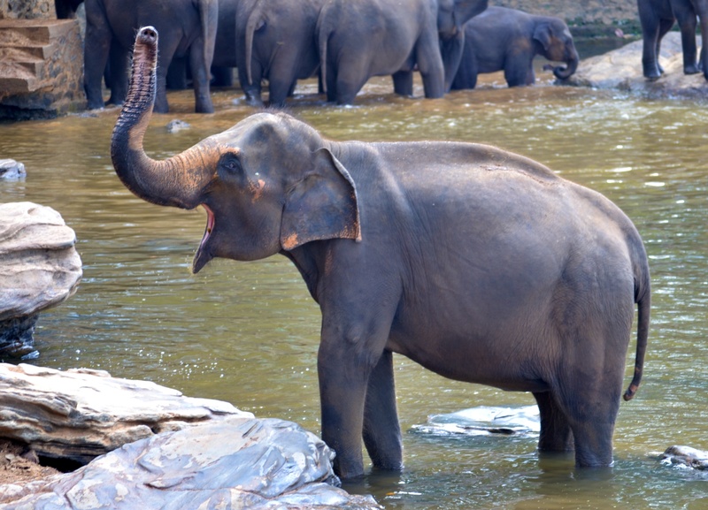 river, sri lanka, pinnawala, mammal, animal, nature, bathing elephant, animal themes, animal wildlife, group of animals, shouting, outdoors, water, herbivorous