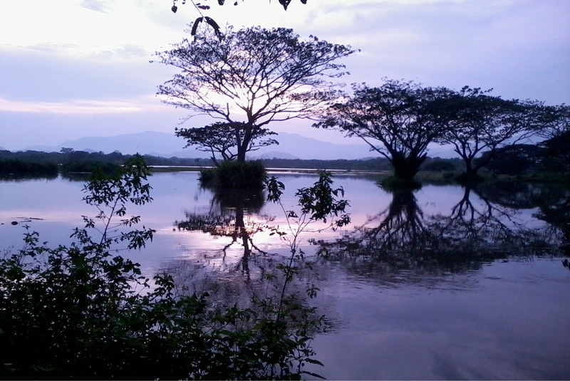 tranquil scene, growth, scenics - nature, plant, silhouette, lake, ceylon, water, sunset, no people, beauty in nature, sky, tank, nature, cloud - sky, 2K
