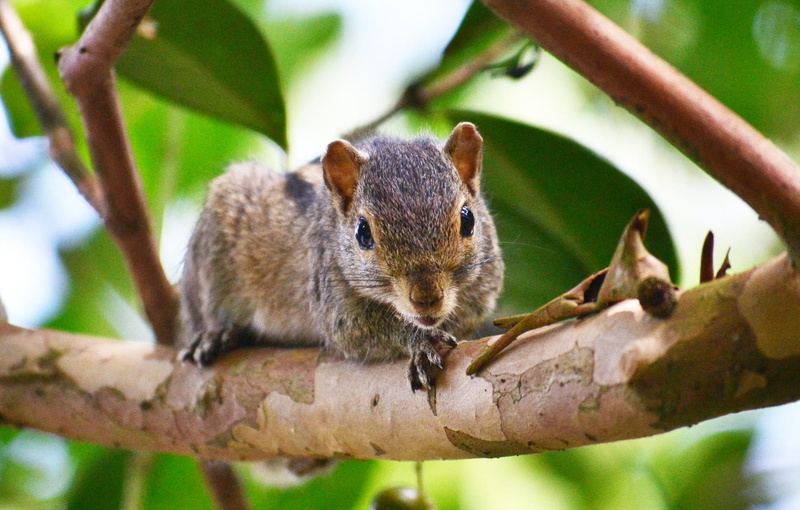 close-up, nature, plant, pest, mammal, outdoors, eating, sri lanka, animal, chipmunk, vertebrate, day, branch, animal wildlife, mawanella, mamal, rodent