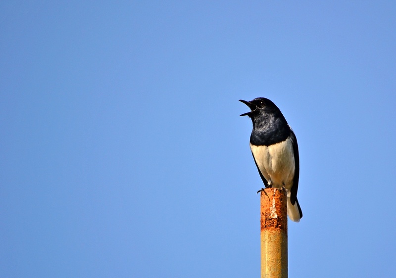 mawanella, sky, one animal, magpie robin, copy space, day, raven - bird, beak, clear sky, no people, wildlife, black, blue, bird, singing bird, black color