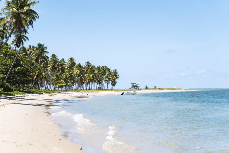 tree, beauty in nature, sea, tropical, palm tree, sand, nature, coconut palm tree, day, 4K, coast, horizon, horizon over water, flora, tranquility, shoreline