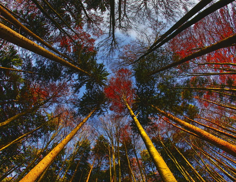sky, wildlife, tranquil scene, looking up, woodland, conifer, forest, tranquility, day, 4K, trees, directly below, sunset, flora, change, low, pine woodland
