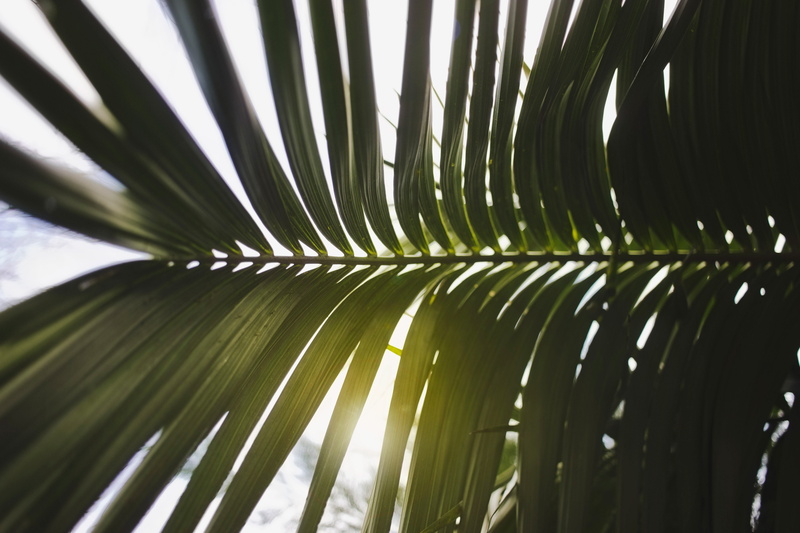 tree, green, backgrounds, outdoors, foliage, warm, green color, palm tree, 5K, bamboo - plant, sun, plant, ray of sun, focus on foreground, palm leaf