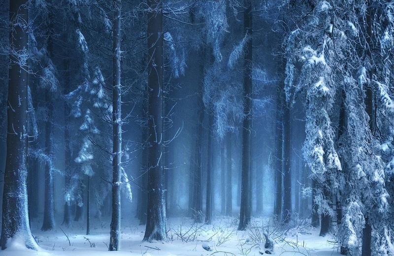 cold, tree, coniferous tree, snow, scenics - nature, sunlight, beauty in nature, tranquility, blue, nature, no people, non-urban scene, tranquil scene
