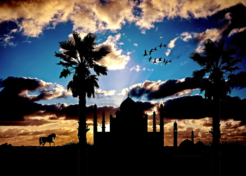 palm tree, sky, 1080P, south, photo, cloud formation, tree, architecture, group of animals, animal, built structure, bird, flock of birds, animal themes