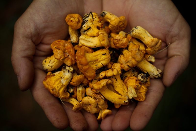 nature, snack, lot, s, close-up, human body part, freshness, harvest, mushrooms, 5K, gourmet, finger, hand, forest, human hand, forage, hands cupped, wellbeing