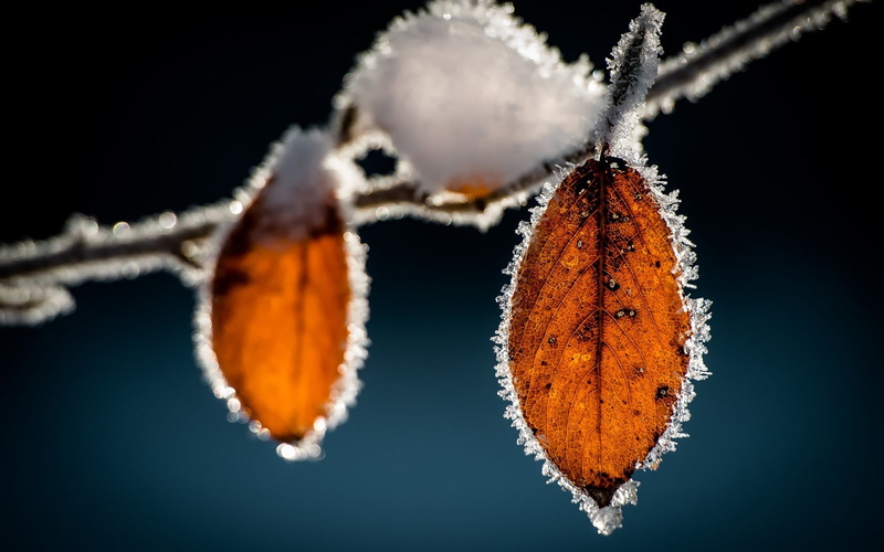 close-up, plant, leaves, fruit, indoors, hanging, food, ice, frost, butterfly - insect, focus on foreground, macro, winter, black background, food and drink