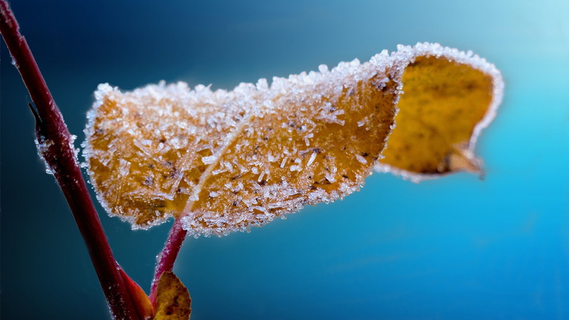 frost, ice, leaves, macro, 2K