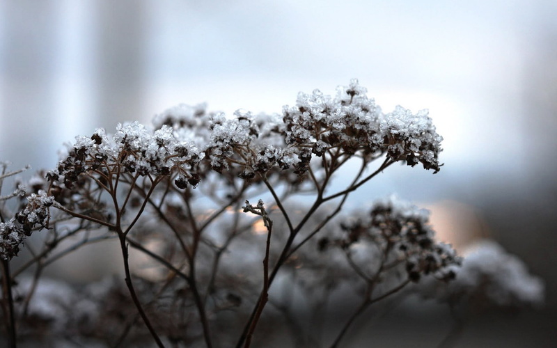 plants, macro, ice, 720P, frost, snow, landscape