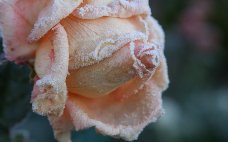 food and drink, plant, wellbeing, plush, flower, healthy eating, growth, nature, petal, bear, freshness, food, close-up, flowers, toy, frost, 4K, rose