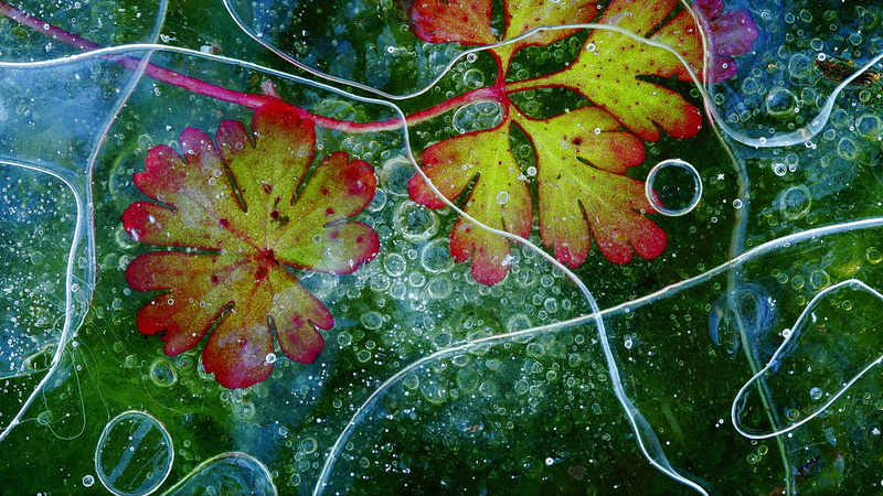 frost, freshness, plant part, close-up, wet, nature, day, no people, plant, purity, green color, floating, raindrop, 720P, growth, dew, leaf, outdoors