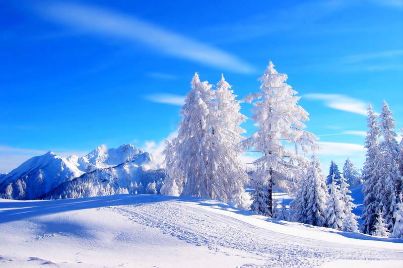 4K, 4K, Frosted trees, Winter