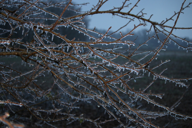 dead plant, nature, bare tree, tranquility, cold temperature, complexity, frozen, ice, winter, no people, 5K, outdoors, tree, focus on foreground, twig