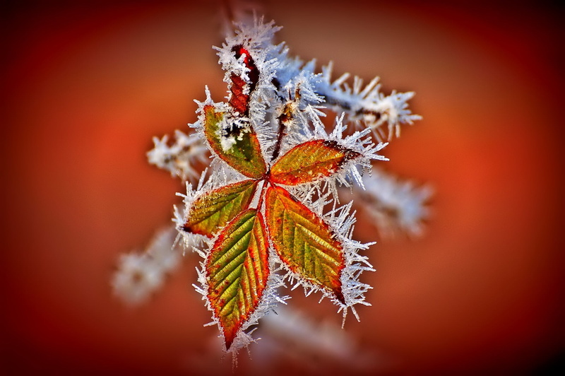 plant, plant part, pine tree, red, celebration, nature, leaf, ice, no people, frost, cold temperature, plants, selective focus, focus on foreground, frozen
