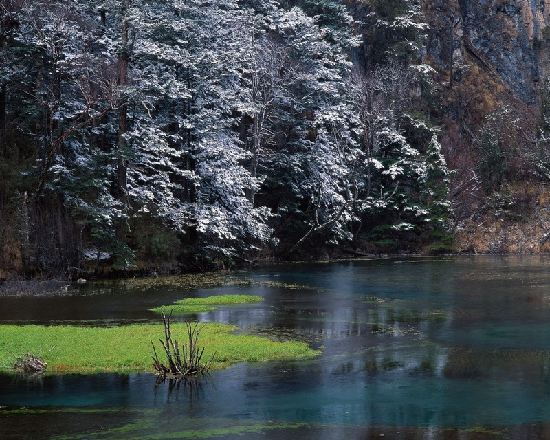 forest, 720P, frost