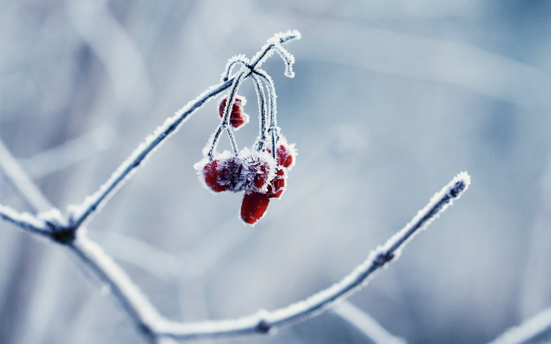 2K, frost, cold, winter