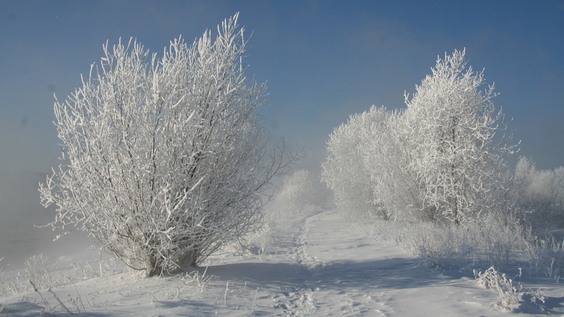 sunlight, snow, cold temperature, tranquility, winter, non-urban scene, beauty in nature, 1080P, frozen, nature, covering, tree, plant, land, sky, landscape