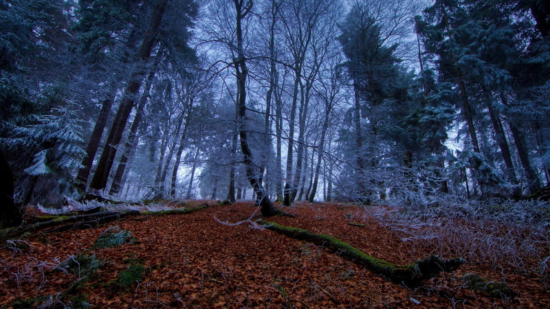 tree trunk, scenics - nature, tranquil scene, land, no people, tranquility, frost, cold temperature, growth, woodland, landscape, plant, bare tree, tree