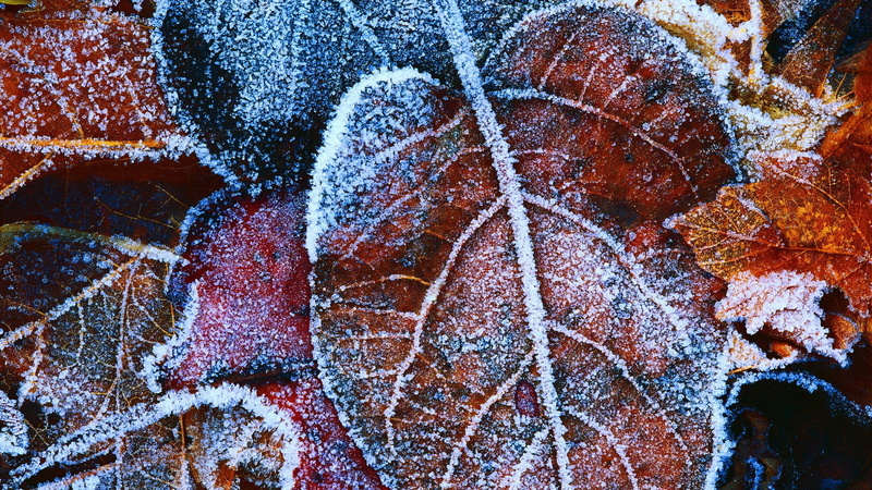 1080P, leaf, plant, winter, nature, freshness, outdoors, cold temperature, full frame, food and drink, snow, ice, colored, growth, close-up, day, silver