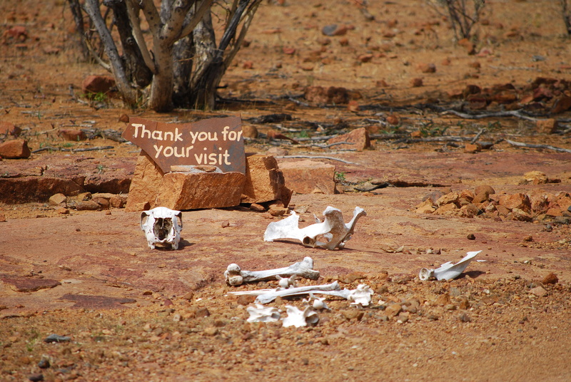 nature, land, good bye, desert, western script, environment, field, tree, brown, sarcastic, animal wildlife, travel, come back, no people, bone, animal