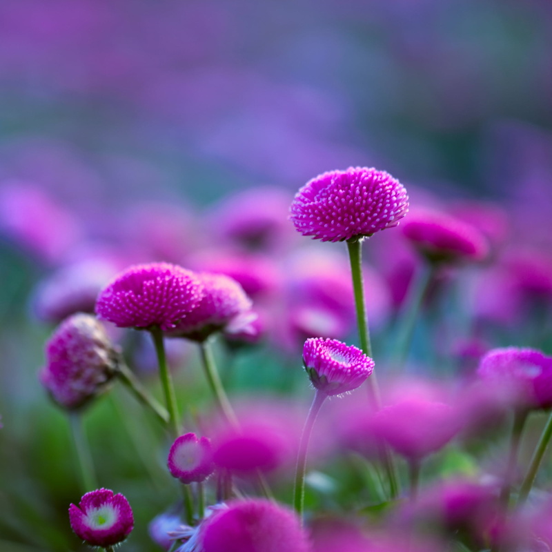 alive, summer, divine, close-up, tansy, Love is, beauty In Nature, flowers, nature, purple Tansy, 1080P, flower, purple, you, Bye, Smile, plant