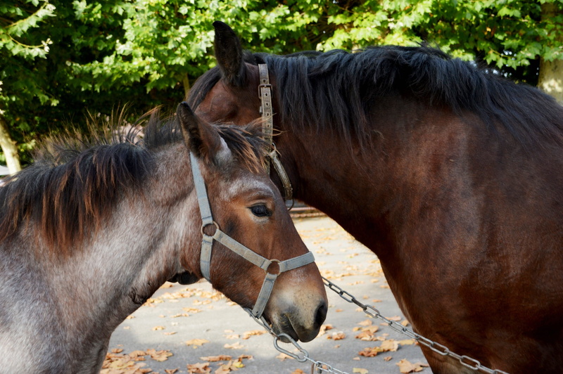 profile view, vertebrate, outdoors, nature, domestic animals, domestic, pets, animal themes, animal head, horses, day, livestock, bridle, equestrian club