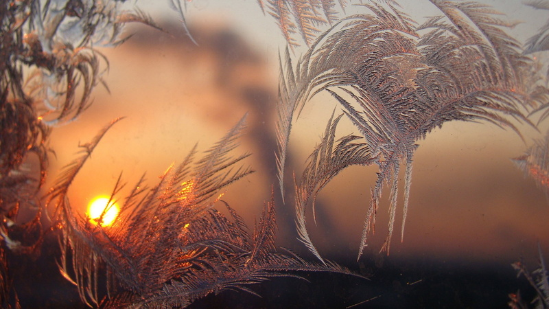 seed, orange color, beauty in nature, selective focus, sunset, field, growth, nature, grass, close-up, tree, outdoors, environment, scenics - nature, 2K